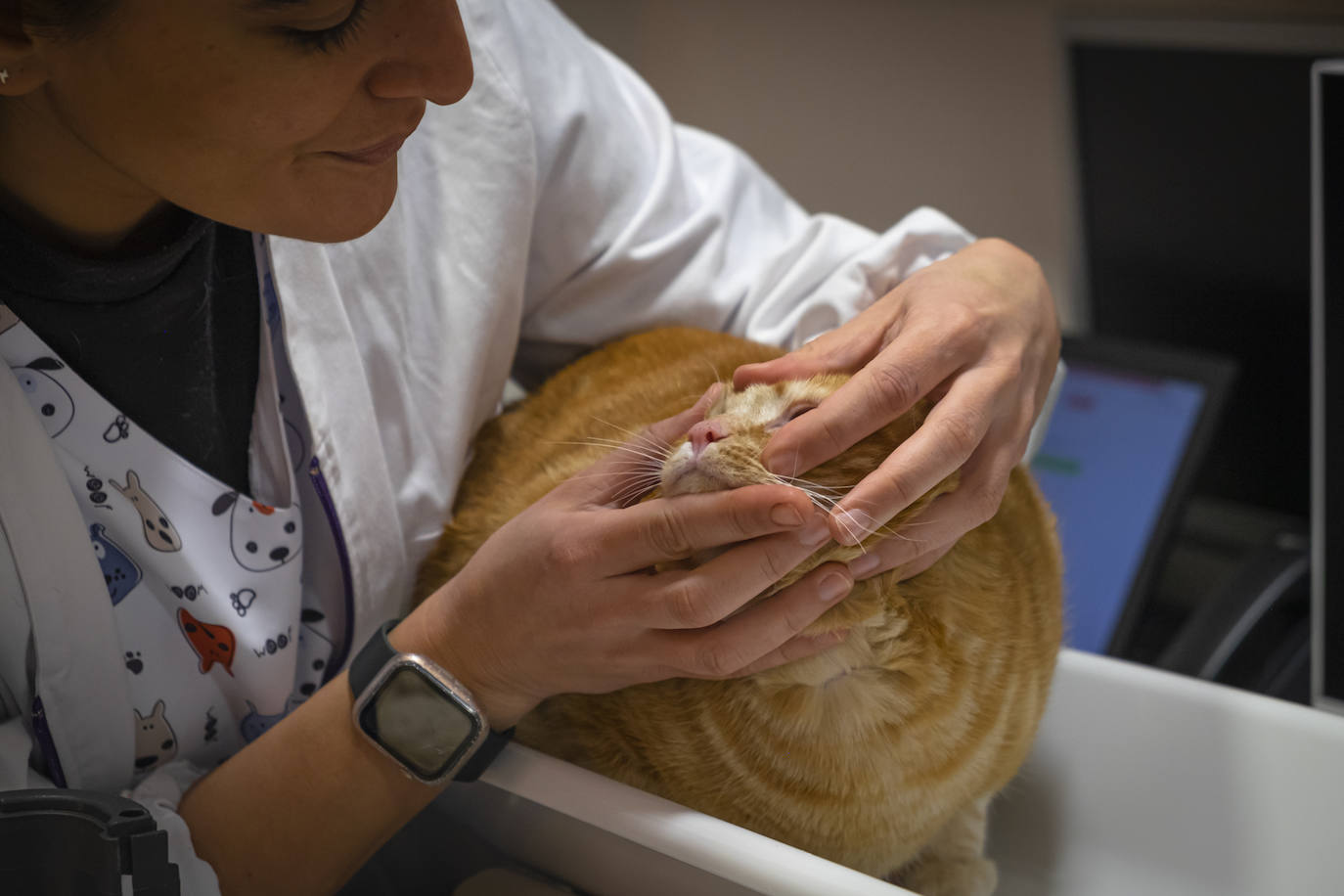 Una profesional atendiendo a un gato.