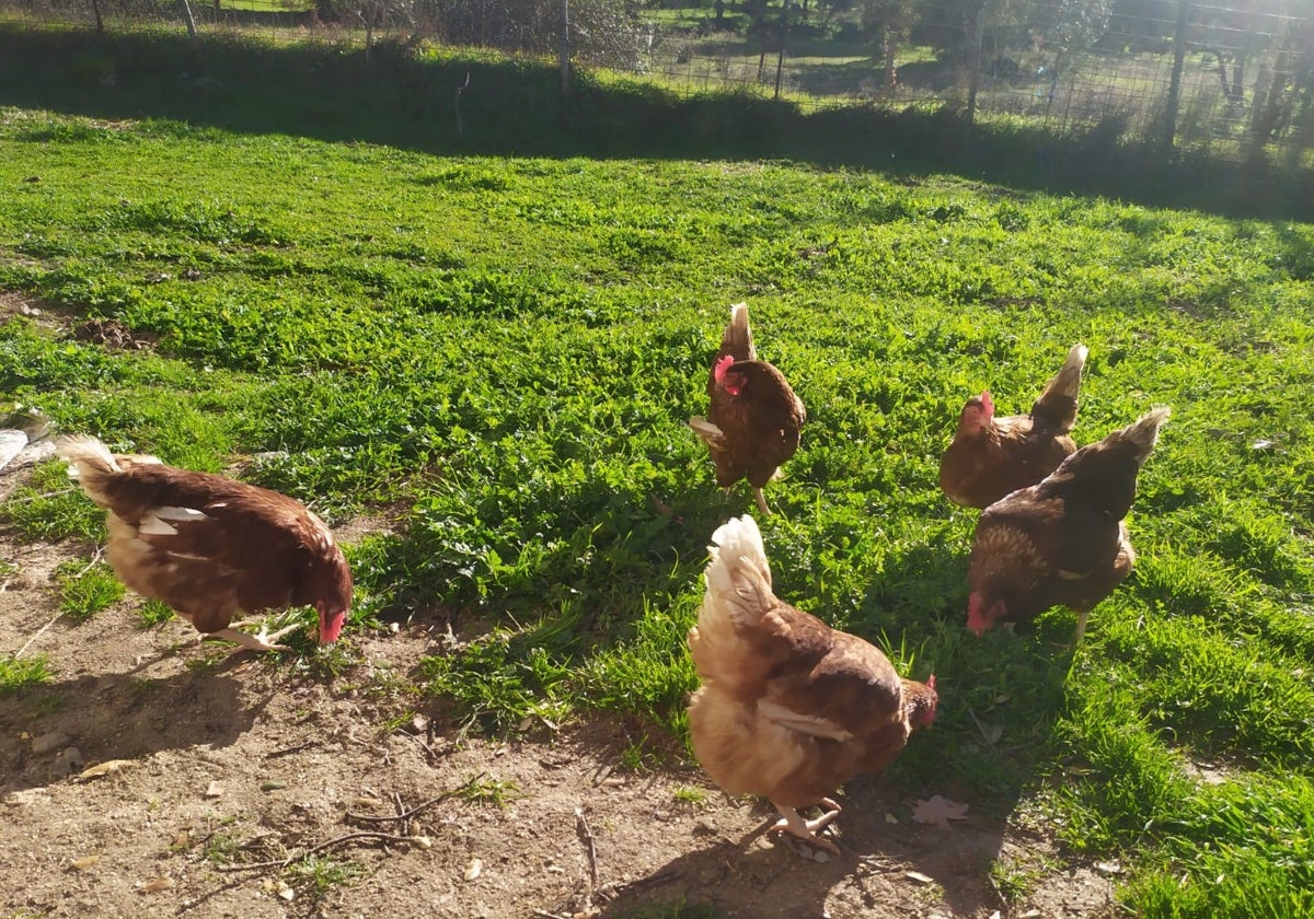 Granja de gallinas en Salamanca.