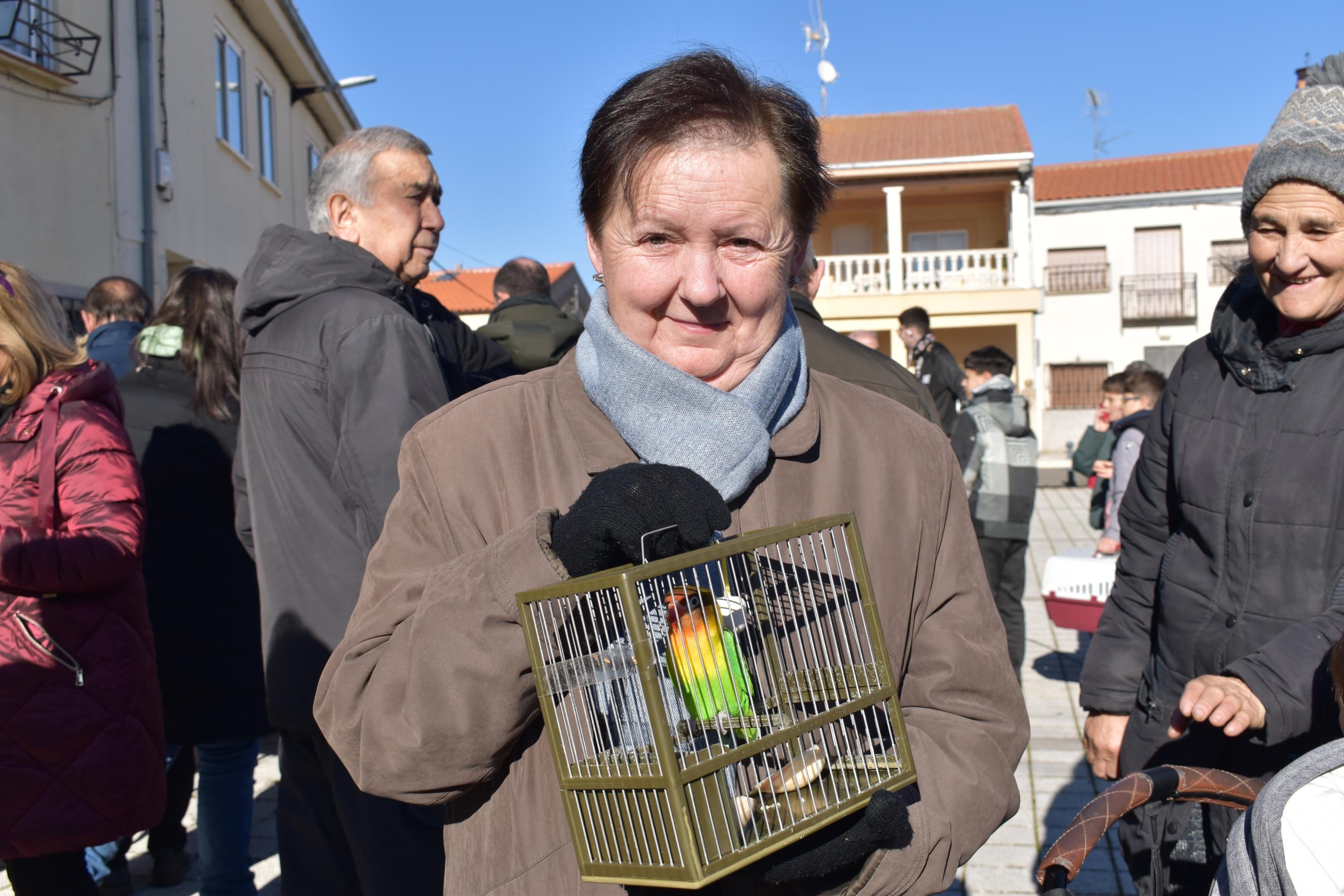 Gallos, tortugas, agapornis y una cobaya reciben la bendición de San Antón en Calzada de Valdunciel