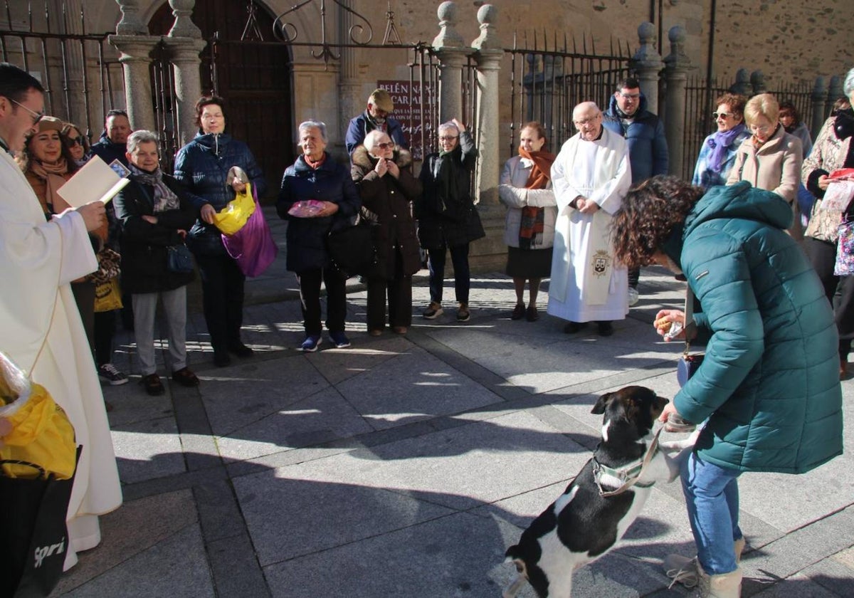 Bendición de San Antón y bocados de los tradicionales «bodigos» en Alba