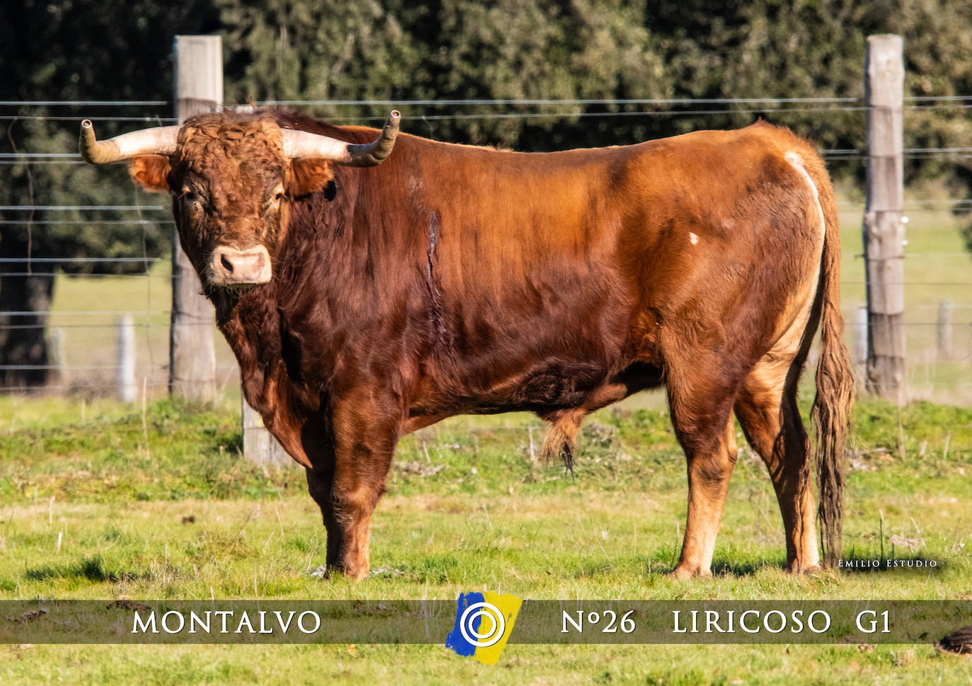 Ciudad Rodrigo presenta a los toros del Carnaval 2025