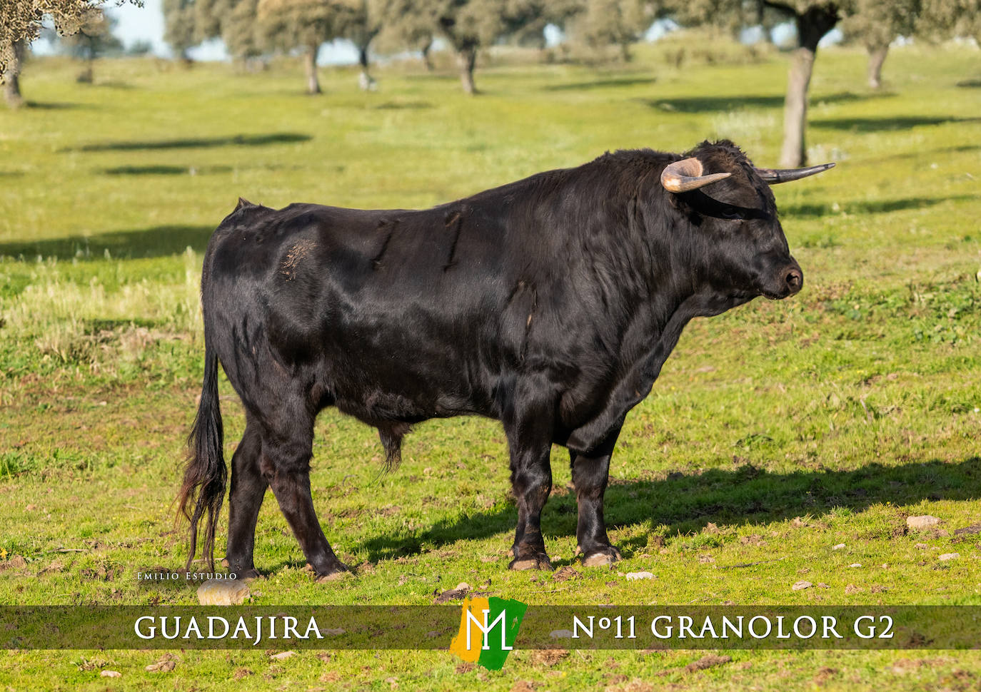 Ciudad Rodrigo presenta a los toros del Carnaval 2025