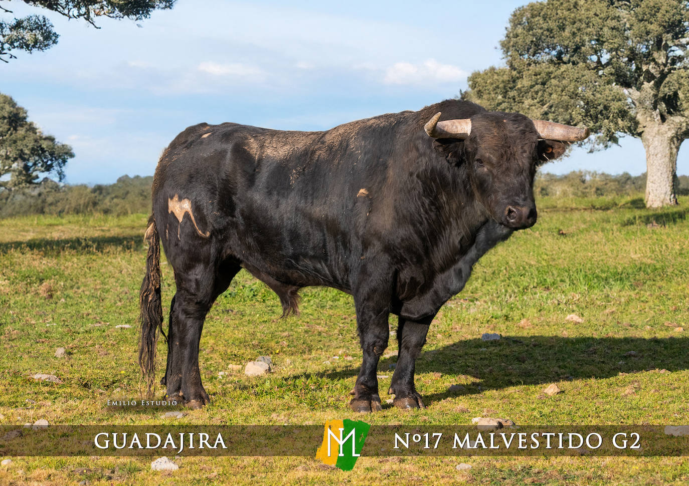 Ciudad Rodrigo presenta a los toros del Carnaval 2025