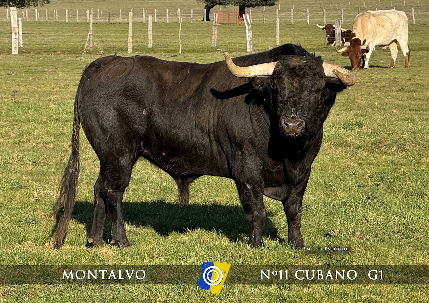 Ciudad Rodrigo presenta a los toros del Carnaval 2025