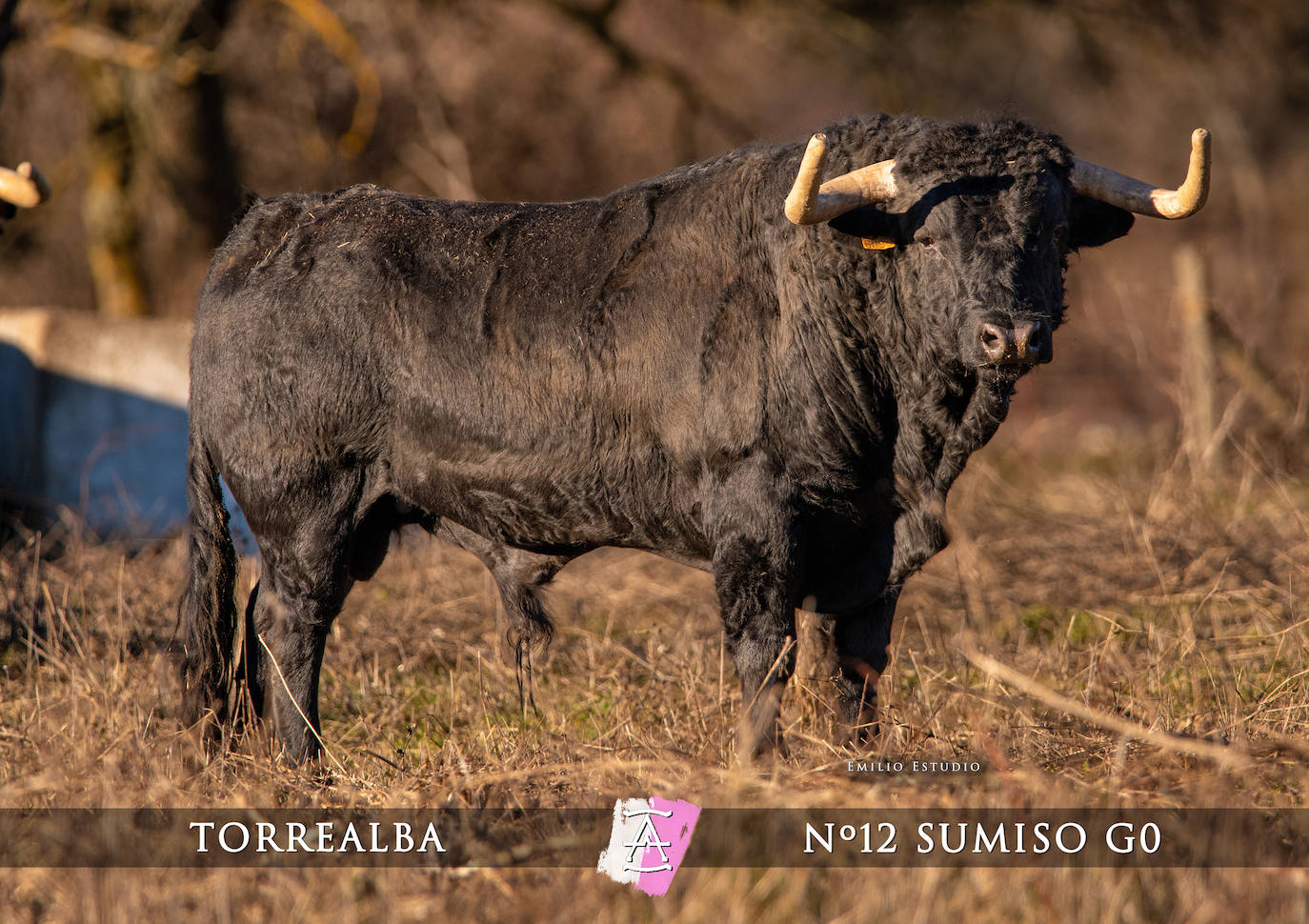 Ciudad Rodrigo presenta a los toros del Carnaval 2025