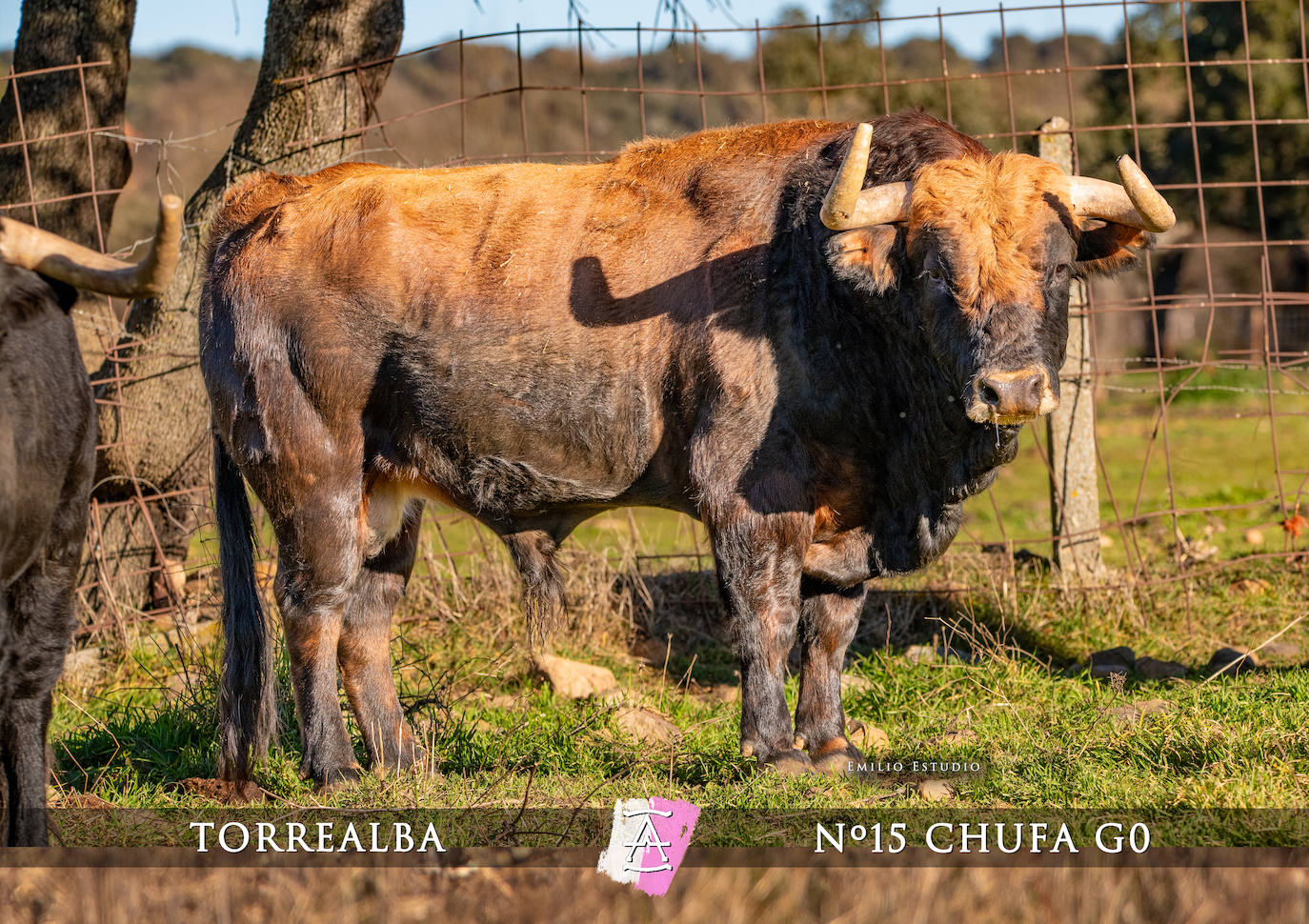 Ciudad Rodrigo presenta a los toros del Carnaval 2025