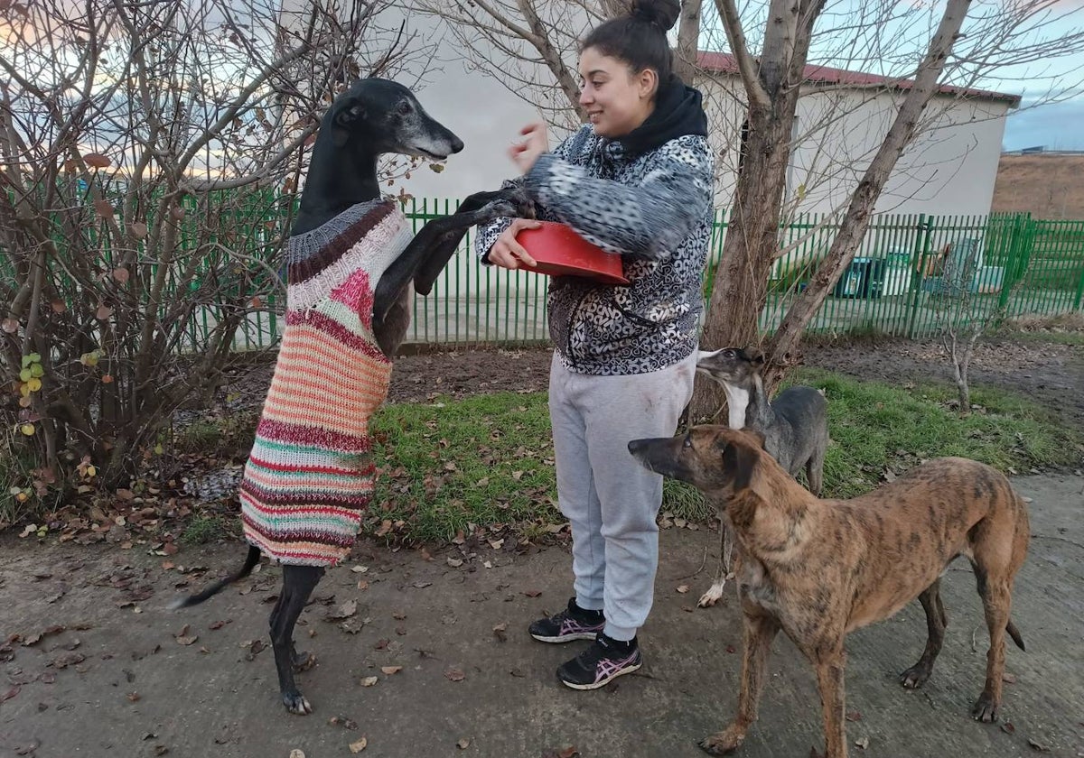 Tres galgos abandonados reciben alimento en una protectora.