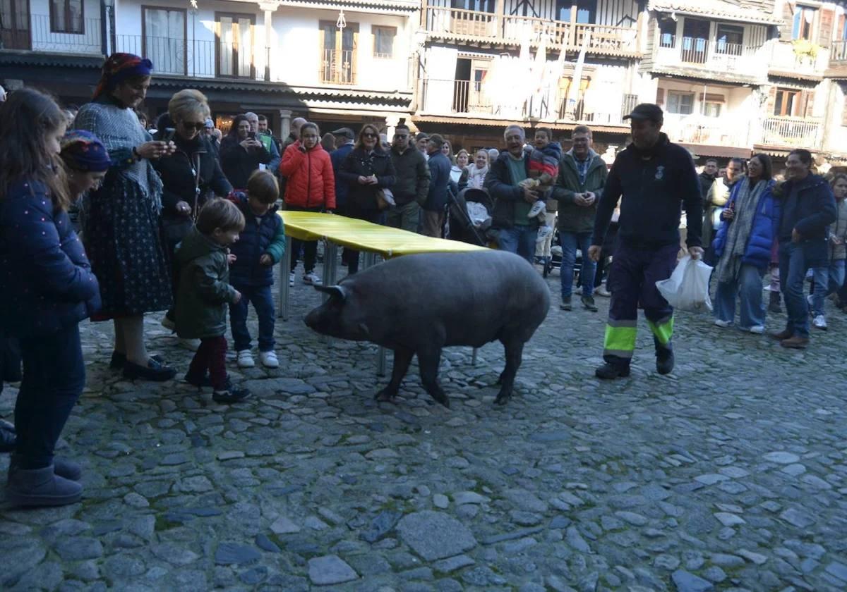 ¿Ha acudido a alguno de los actos de San Antón en la provincia?