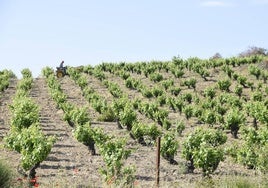 Viñedo de «Arribes».