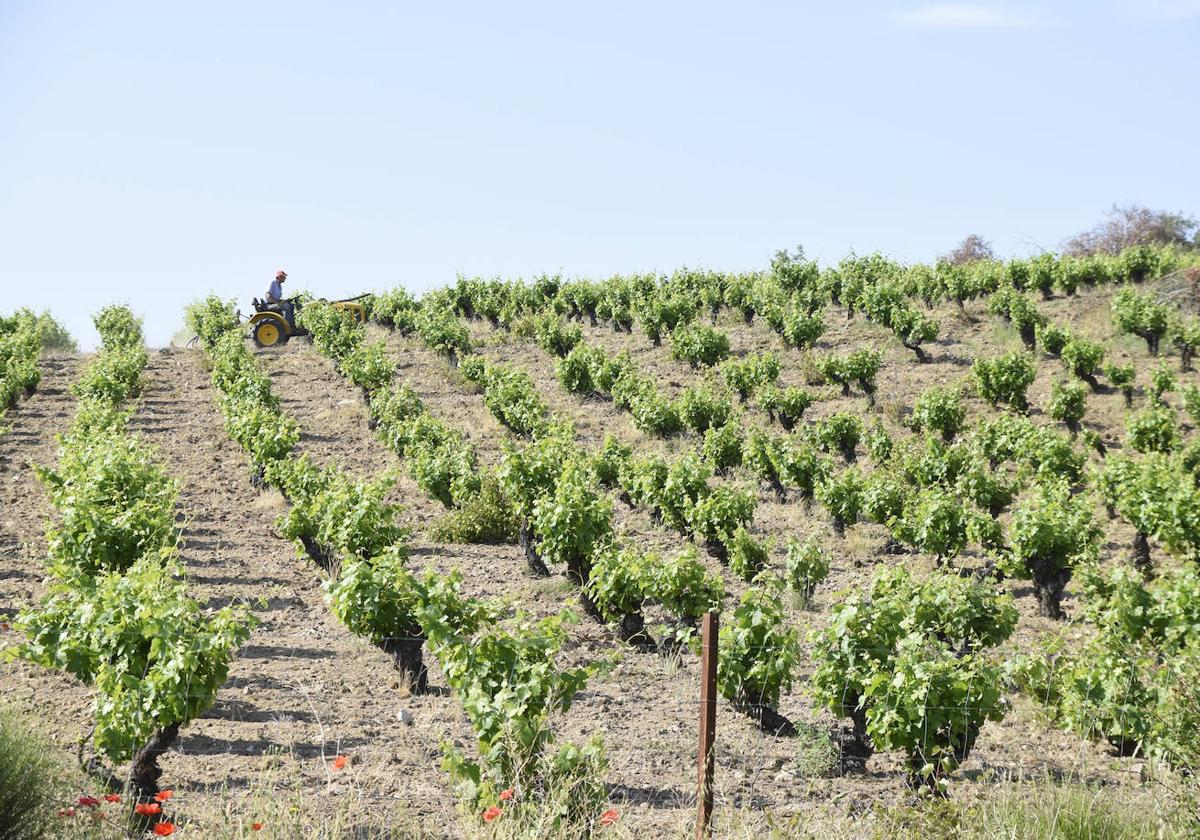 Viñedo de «Arribes».