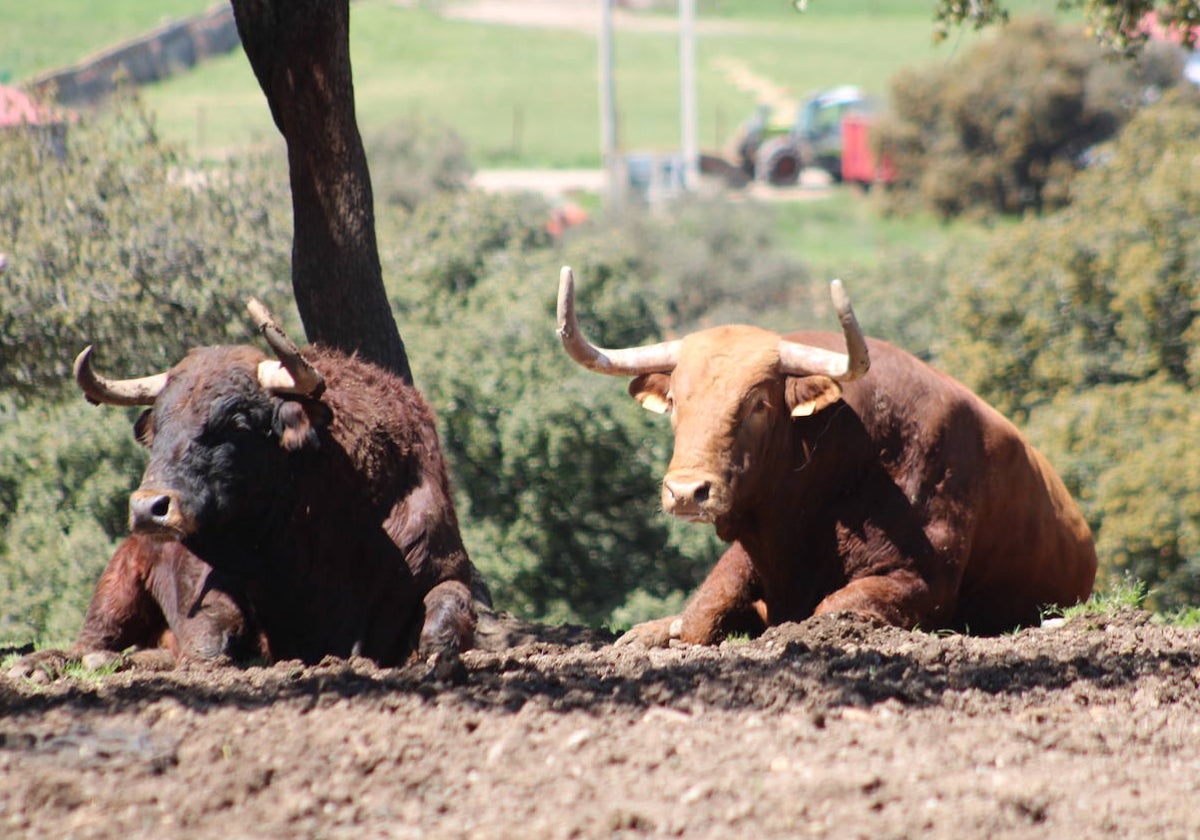 Dos toros de la ganadería de El Pilar, en el Puerto de la Calderilla.