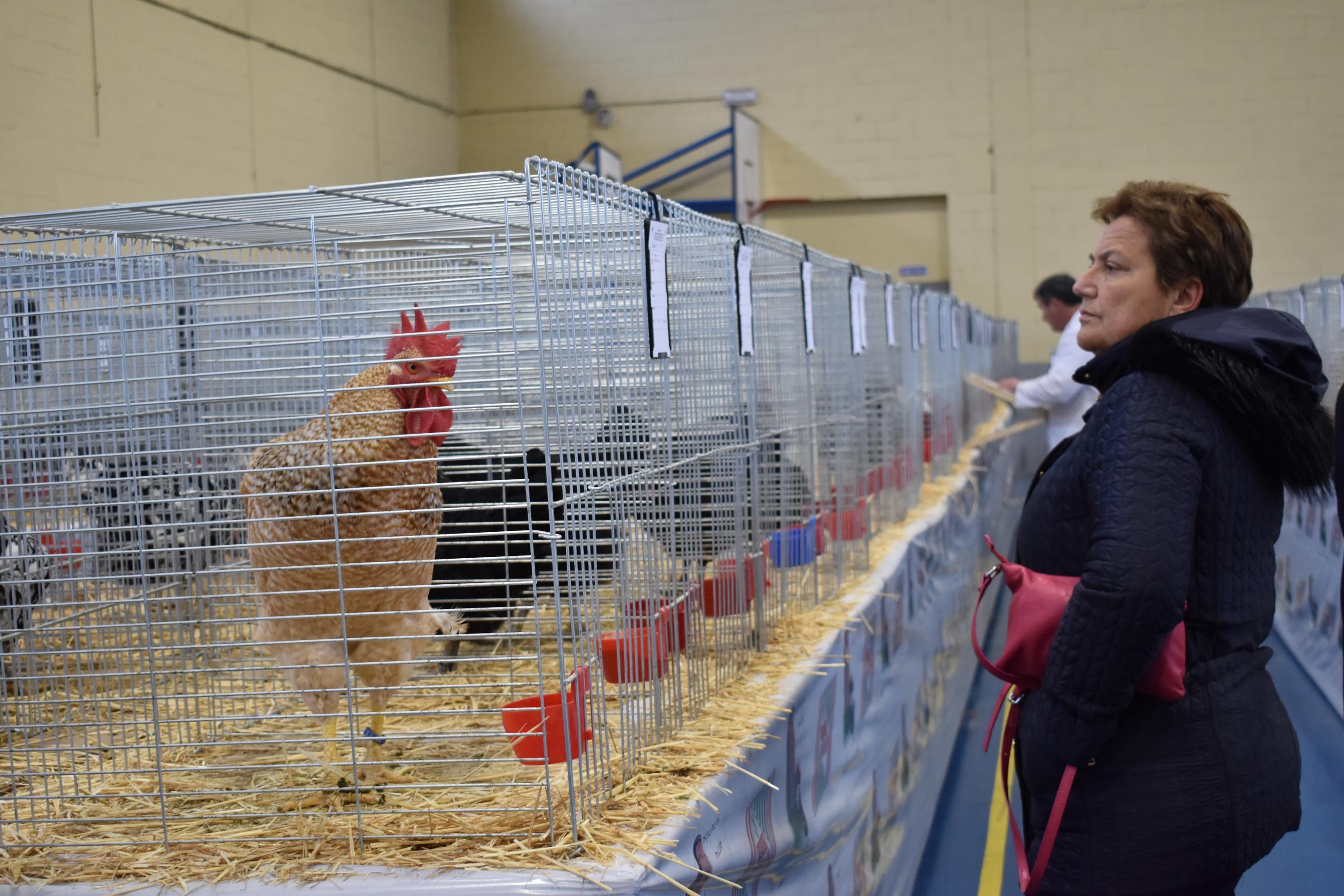 Así son las gallinas, palomas y conejos que seducen al público de Ledesma