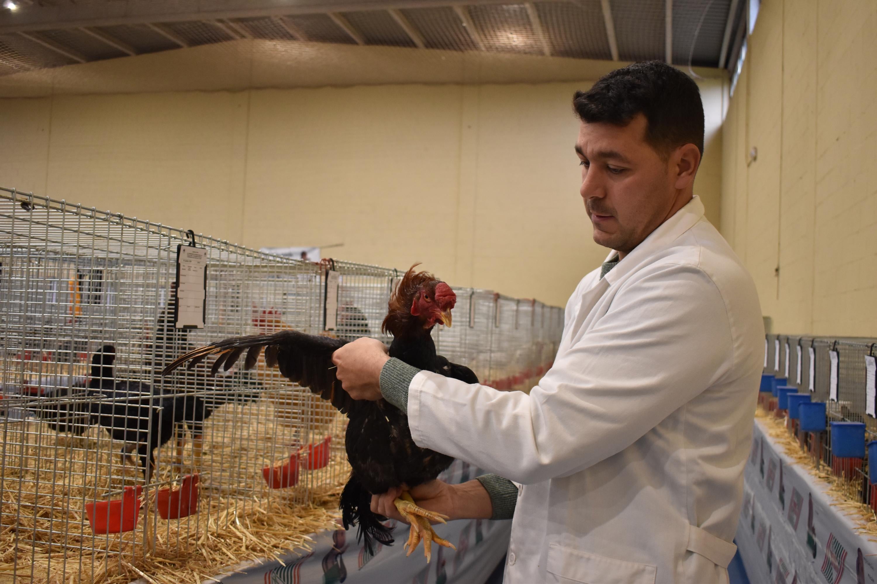 Así son las gallinas, palomas y conejos que seducen al público de Ledesma