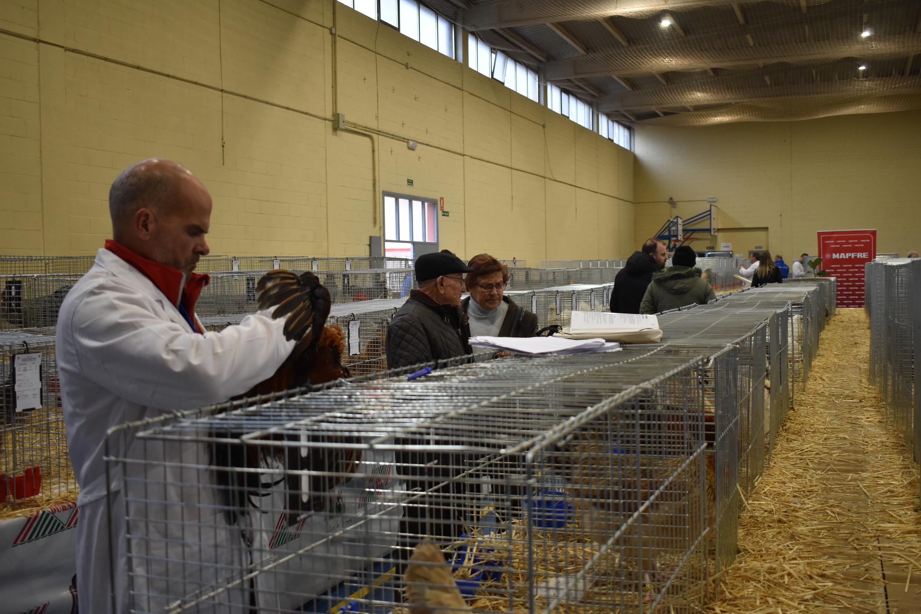 Así son las gallinas, palomas y conejos que seducen al público de Ledesma