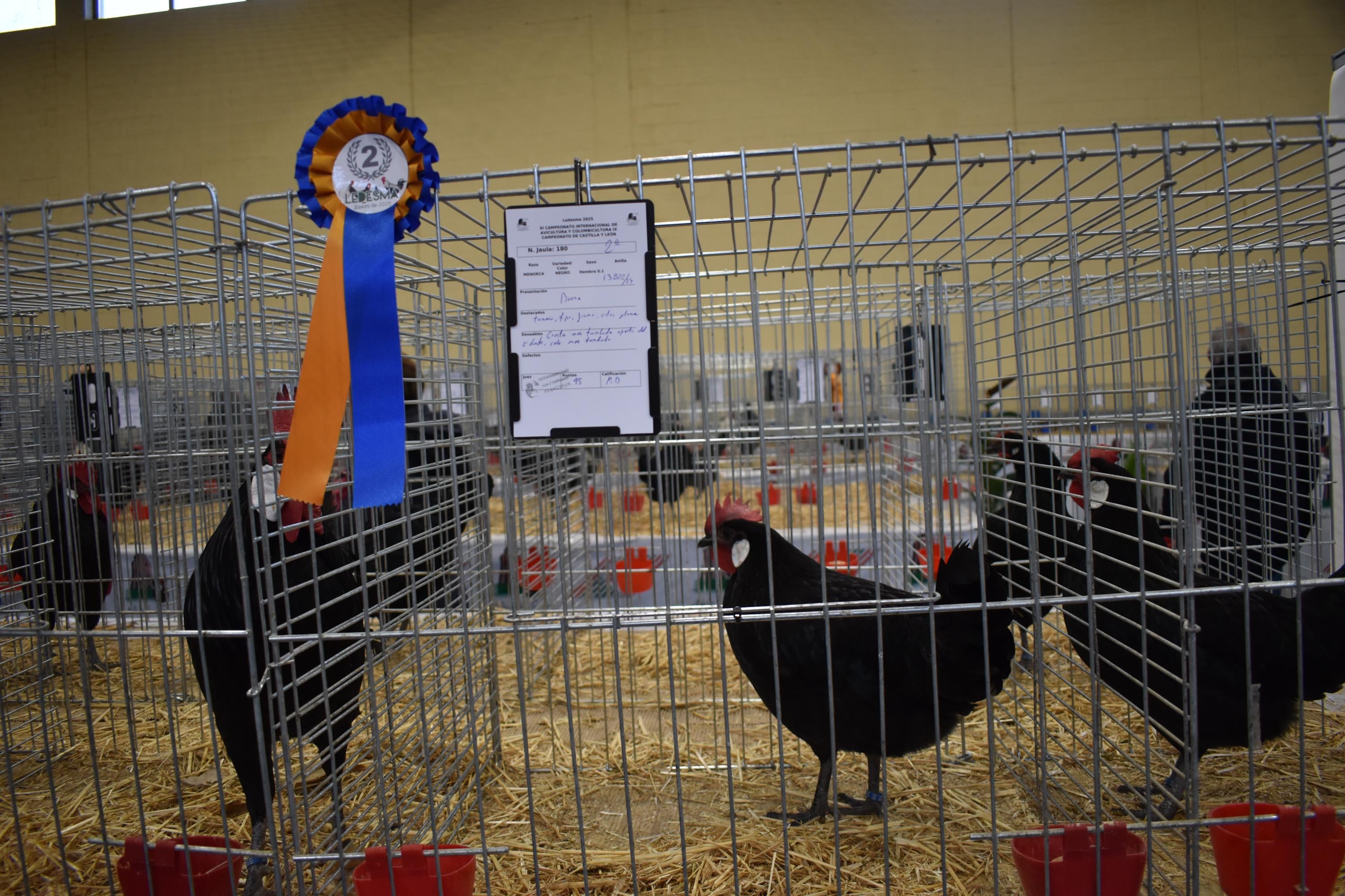 Así son las gallinas, palomas y conejos que seducen al público de Ledesma