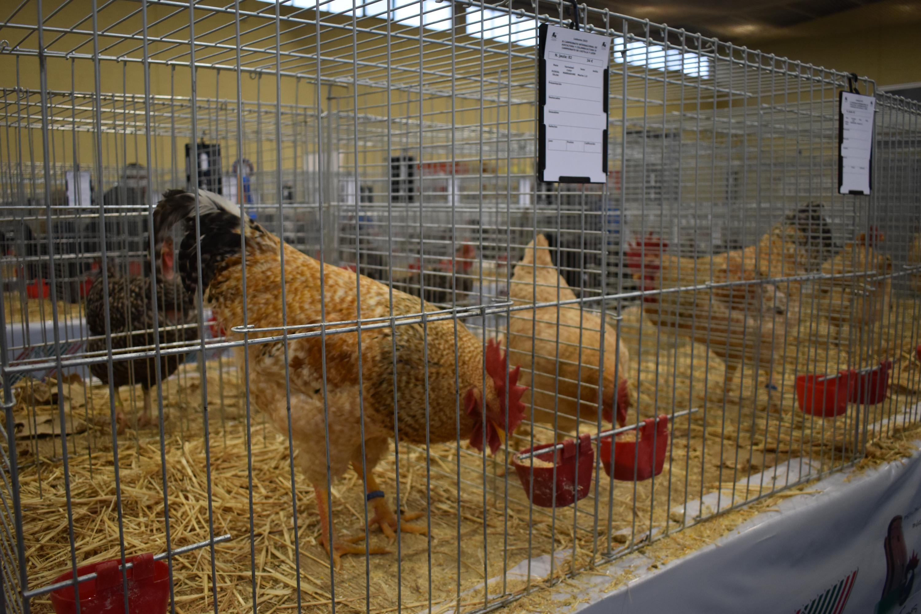 Así son las gallinas, palomas y conejos que seducen al público de Ledesma