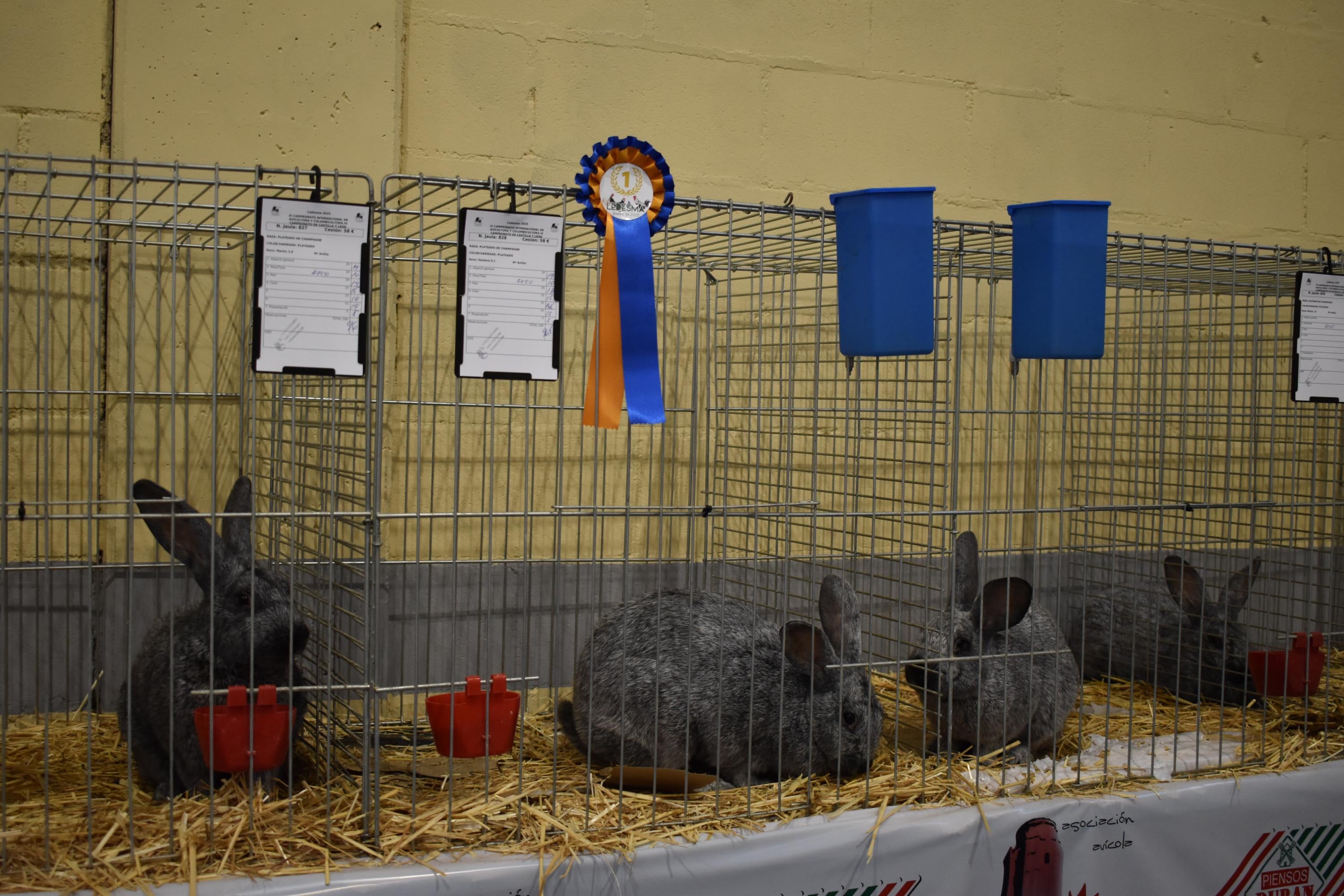 Así son las gallinas, palomas y conejos que seducen al público de Ledesma