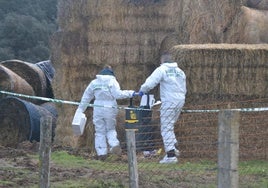 Agentes del Servicio de Criminalística de la Guardia Civil investigan sobre el terreno en una finca de Sanjuanejo, en Ciudad Rodrigo.