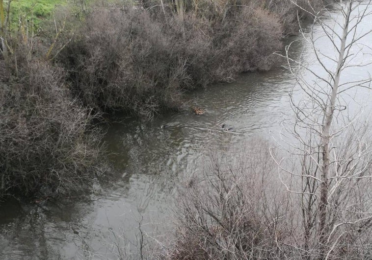 Algunos jabalíes nadan en el río Tormes ante la atenta mirada de varios viandantes.