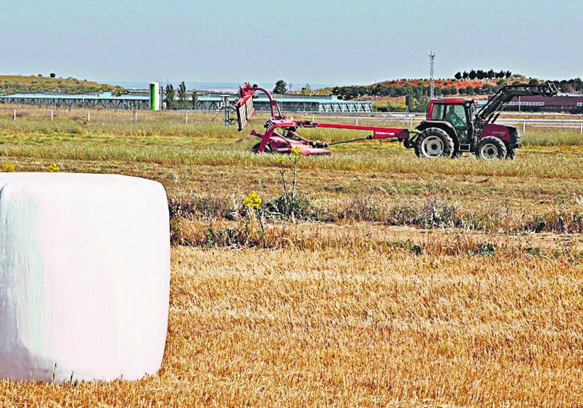 Un tractor recogiendo avena en el campo.