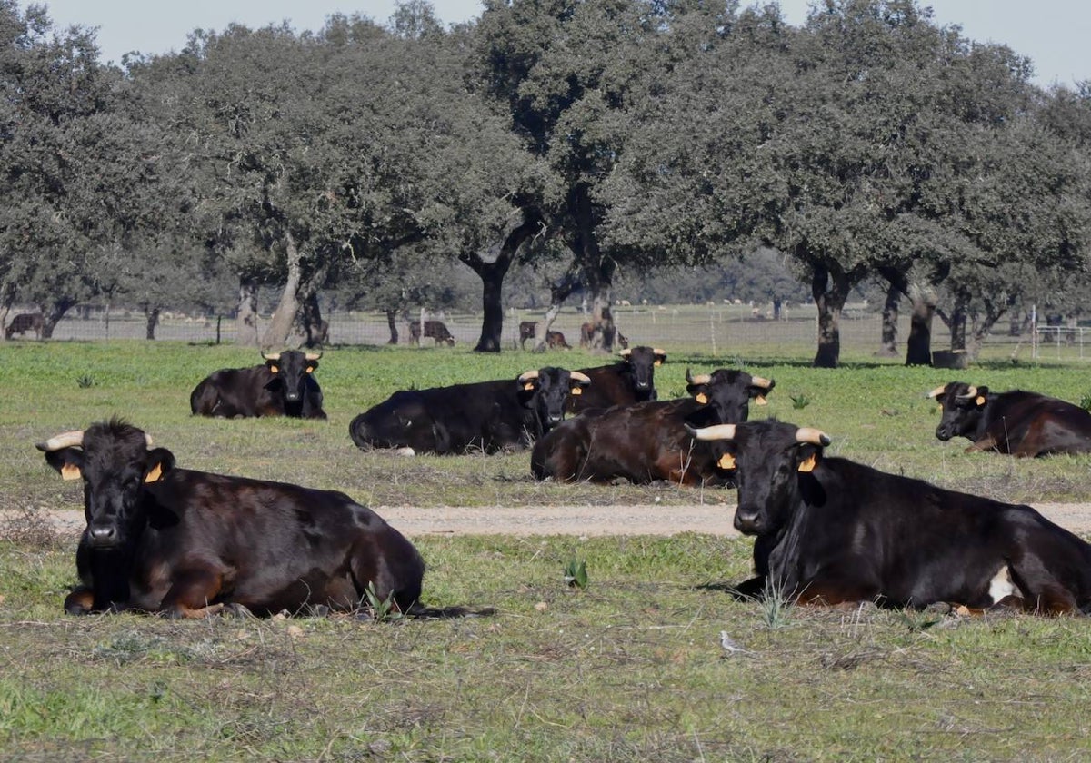 Vacas de Arjona y La Interrogación sesteando ya en Coto Mayor de Vera, la finca de Juan Manuel Criado.