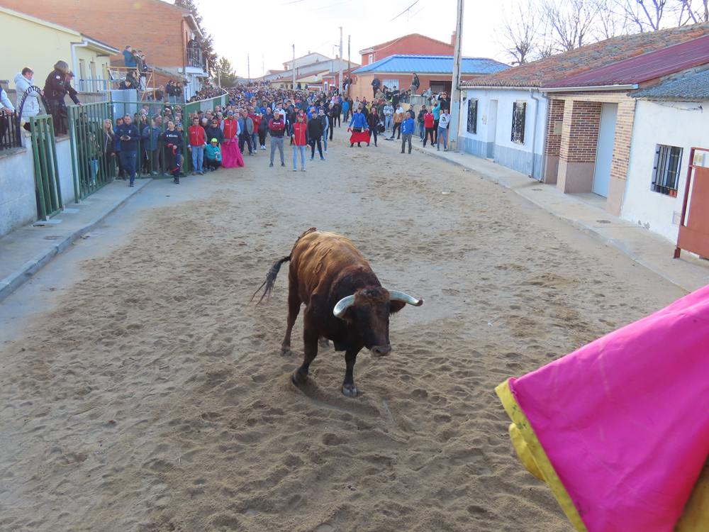 Bravura por las calles de Babilafuente