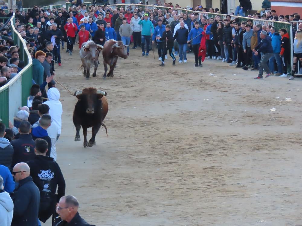 Bravura por las calles de Babilafuente