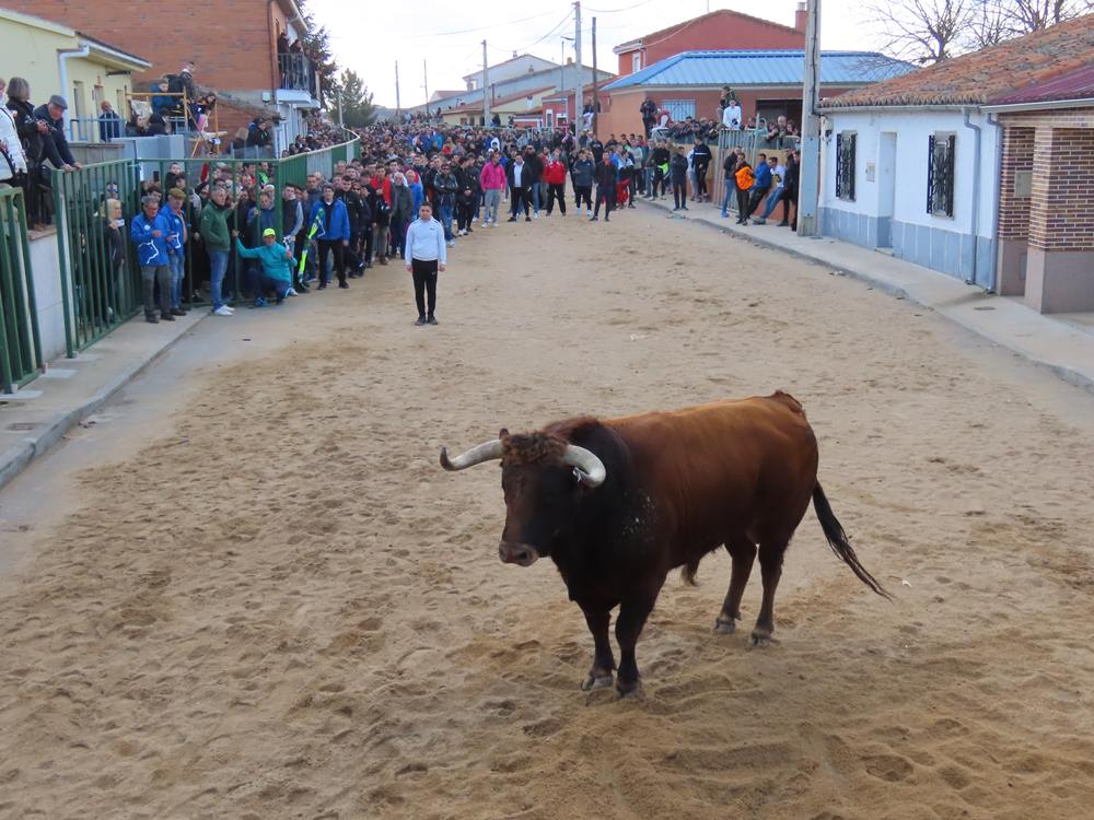 Bravura por las calles de Babilafuente