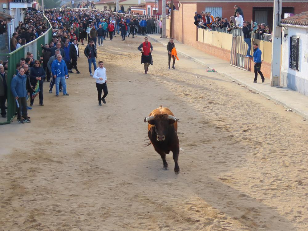 Bravura por las calles de Babilafuente