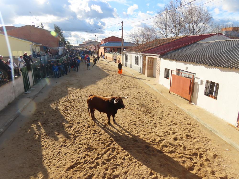 Bravura por las calles de Babilafuente