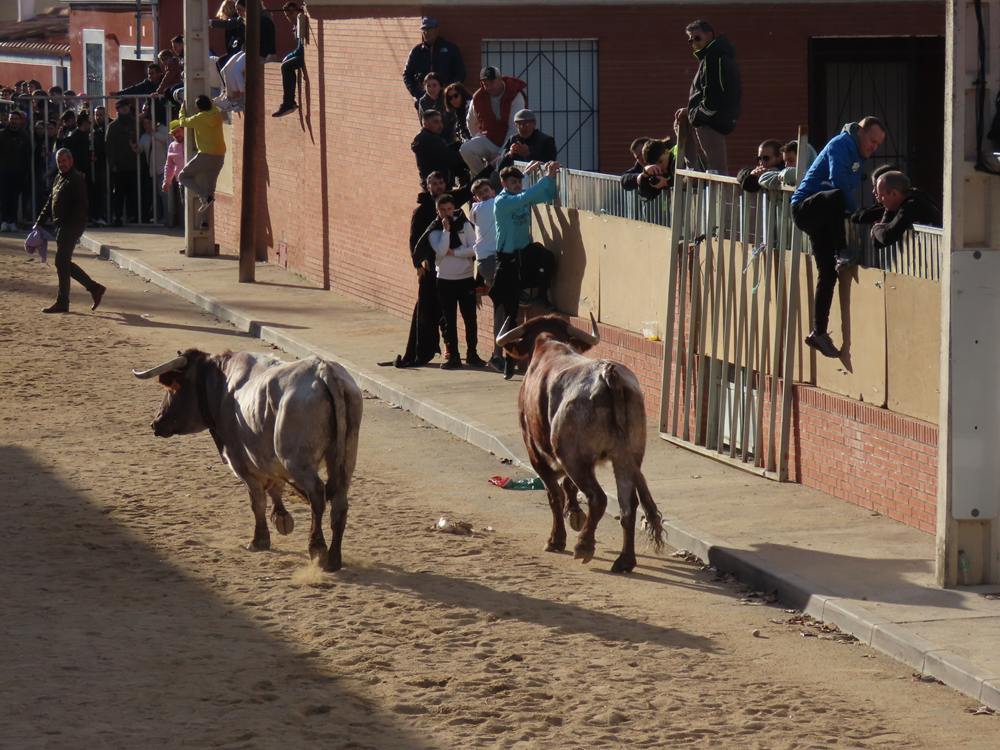 Bravura por las calles de Babilafuente