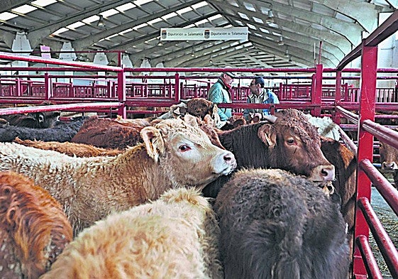 Terneros, en el mercado de ganados de Salamanca.