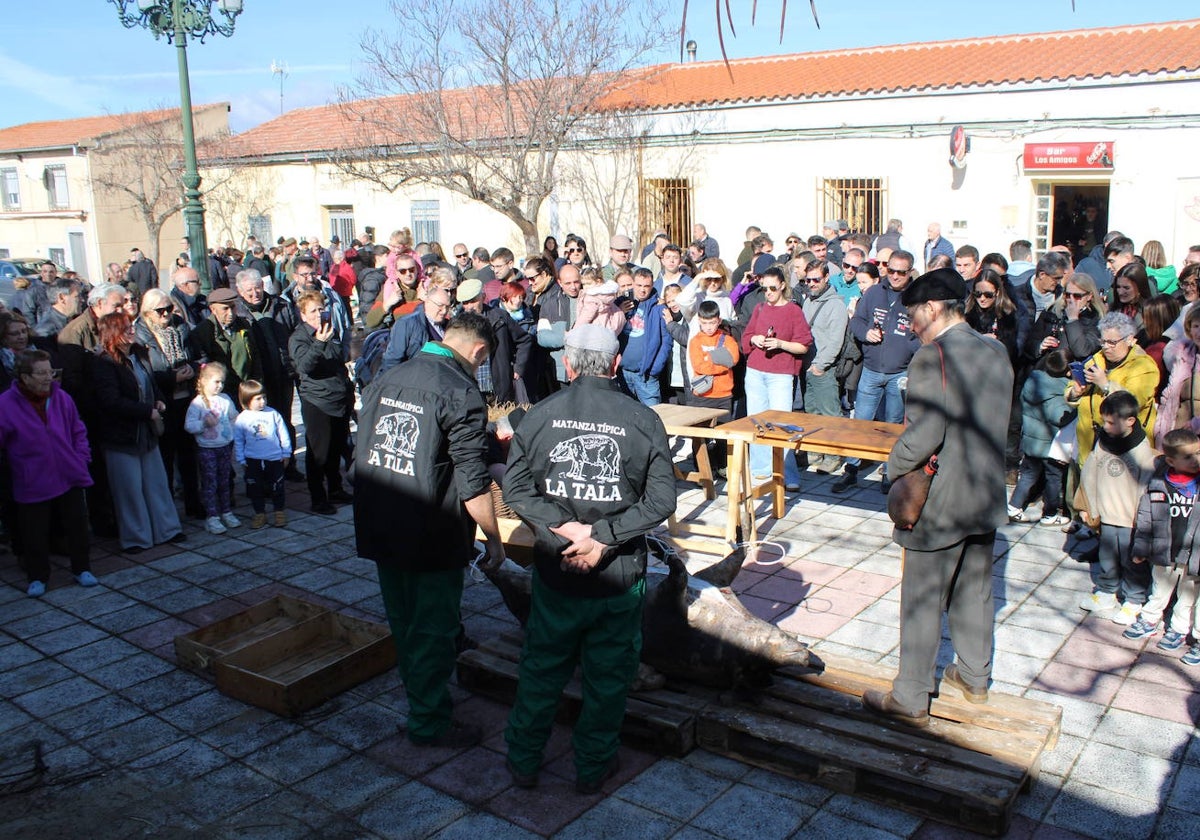 La Tala disfruta de un nuevo lleno en su segunda matanza tradicional