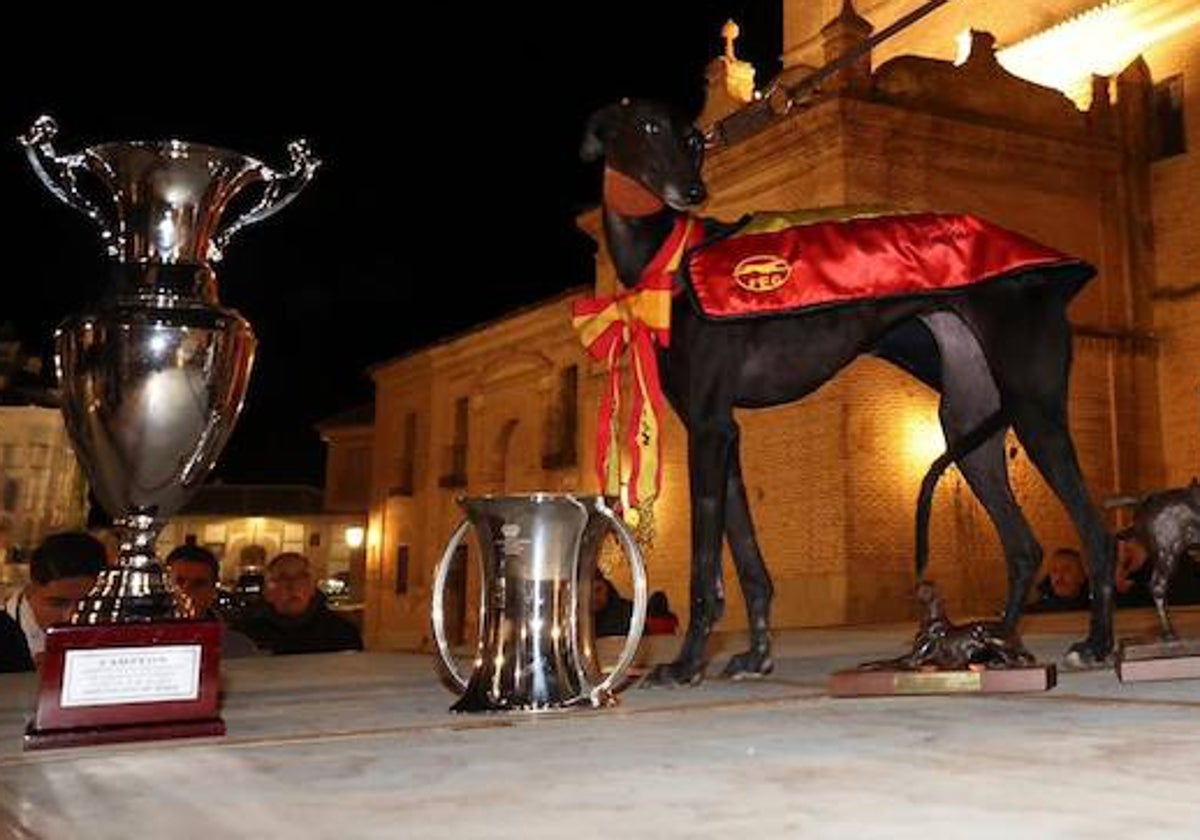 La galga Morería de Suerte junto a sus trofeos.