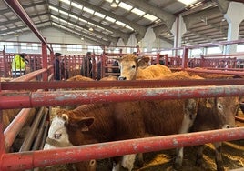 La vaca más observada en el mercado de ganados de Salamanca.