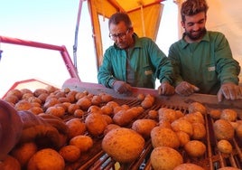 Selección de patatas, en la última campaña.