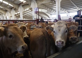 Terneros, en el mercado de ganados de Salamanca.