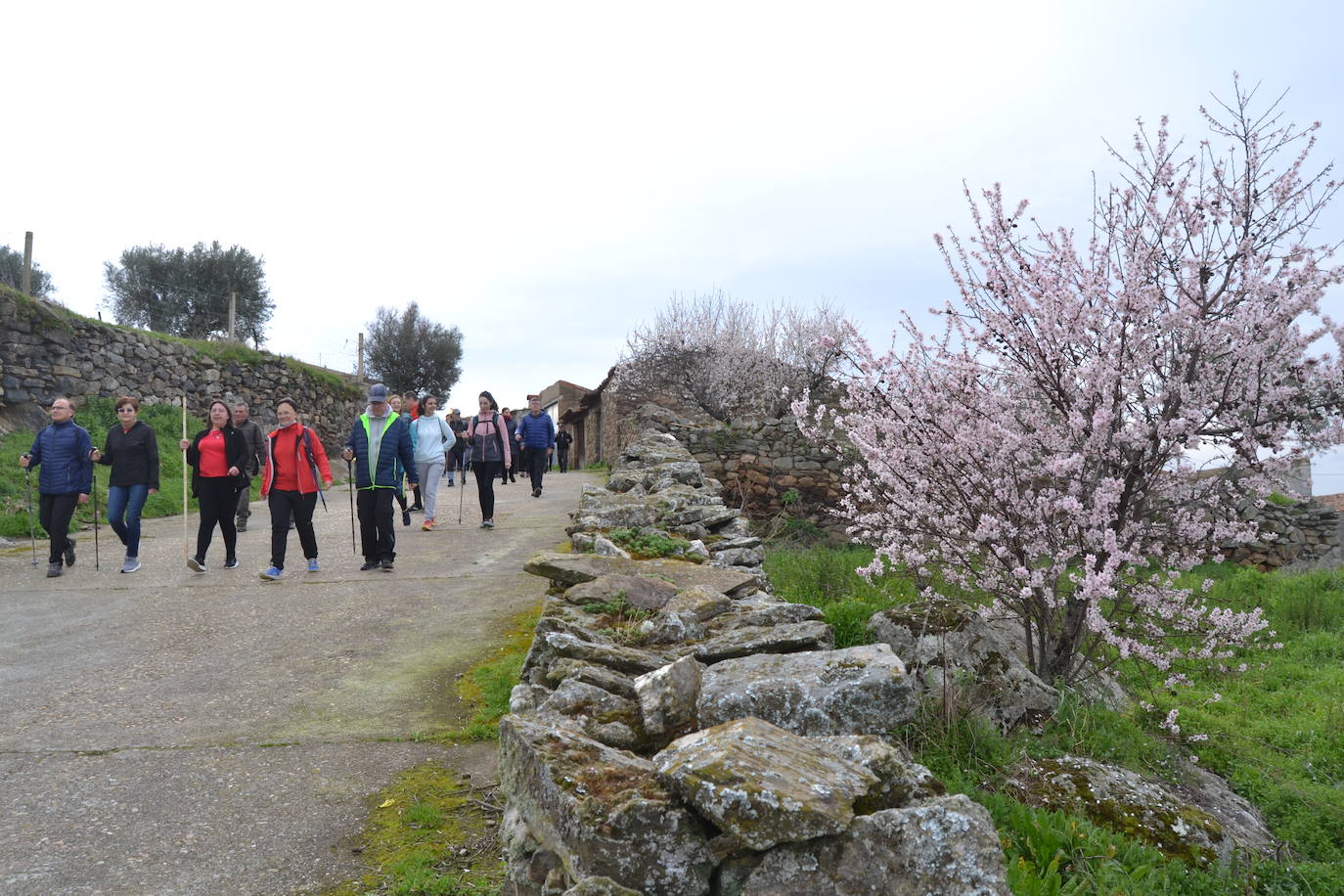 Un bello paseo entre almendros