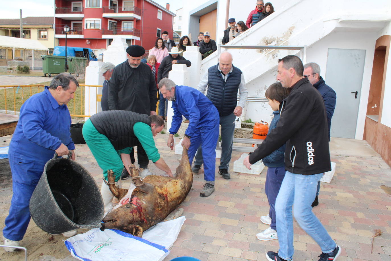 Santibáñez de Béjar disfruta de una multitudinaria fiesta de la matanza