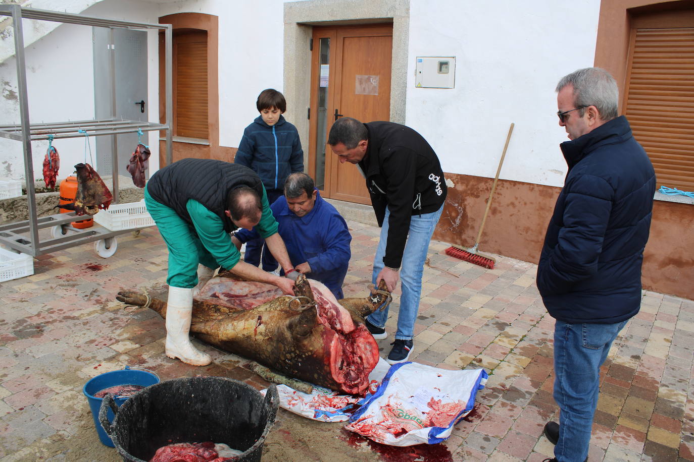 Santibáñez de Béjar disfruta de una multitudinaria fiesta de la matanza