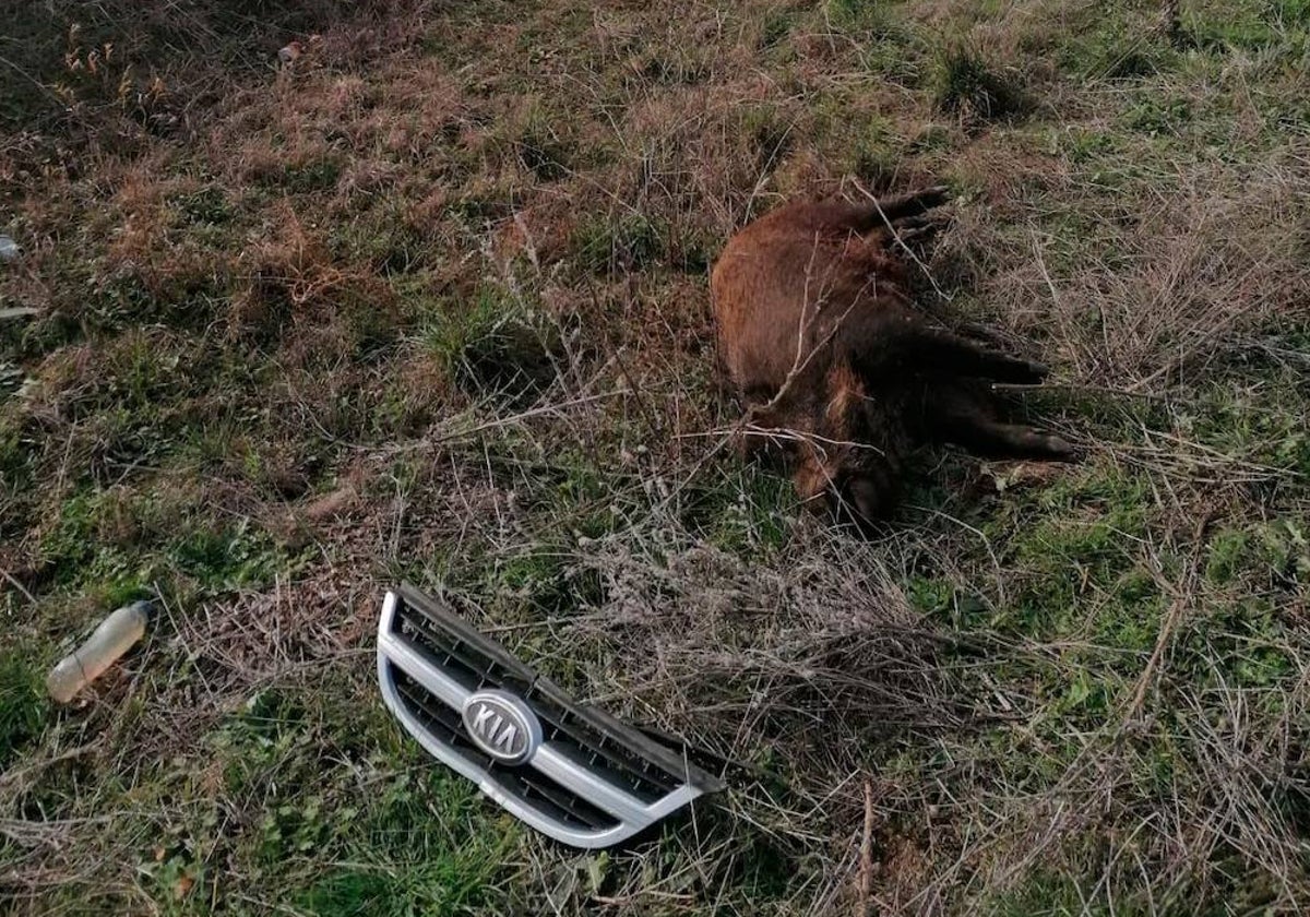 ¿Está de acuerdo con incorporar un sistema de ultrasonidos en animales para evitar accidentes?