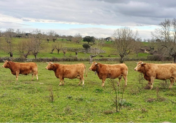 Vacas de Manuel Herrero (Cerralbo), dispuestas para la foto sin pretenderlo el ganadero.