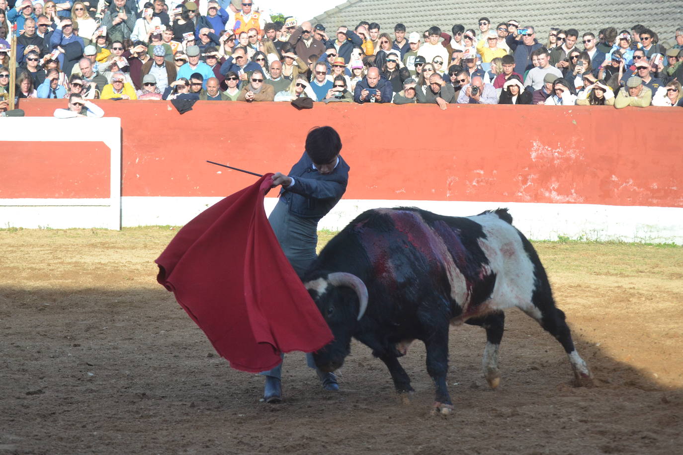 Brillante cierre final del Bolsín Taurino Mirobrigense