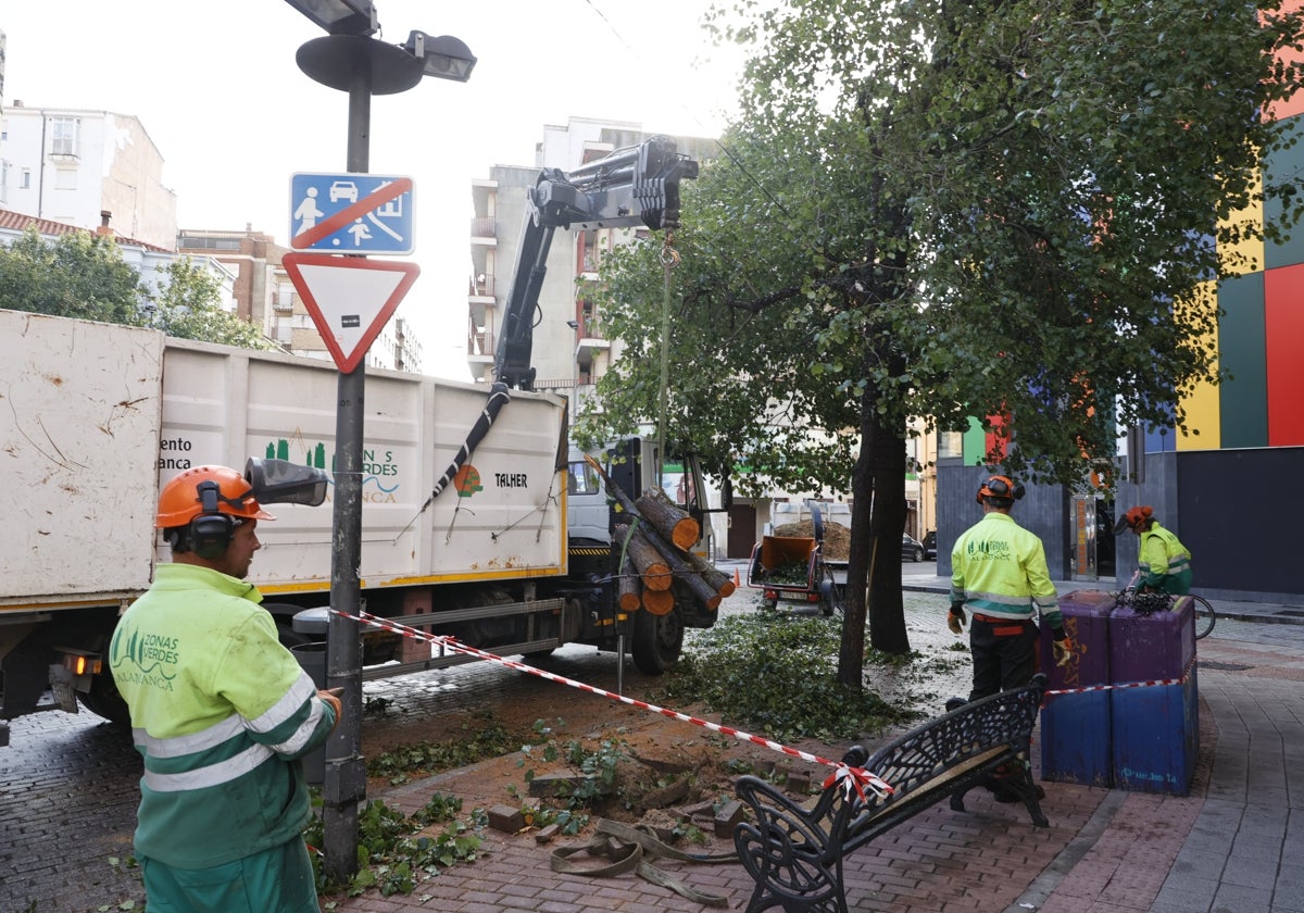 Polémica tala de árboles de la plaza del Oeste.