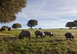 Cerdos comiendo en una de las fincas de BEHER.