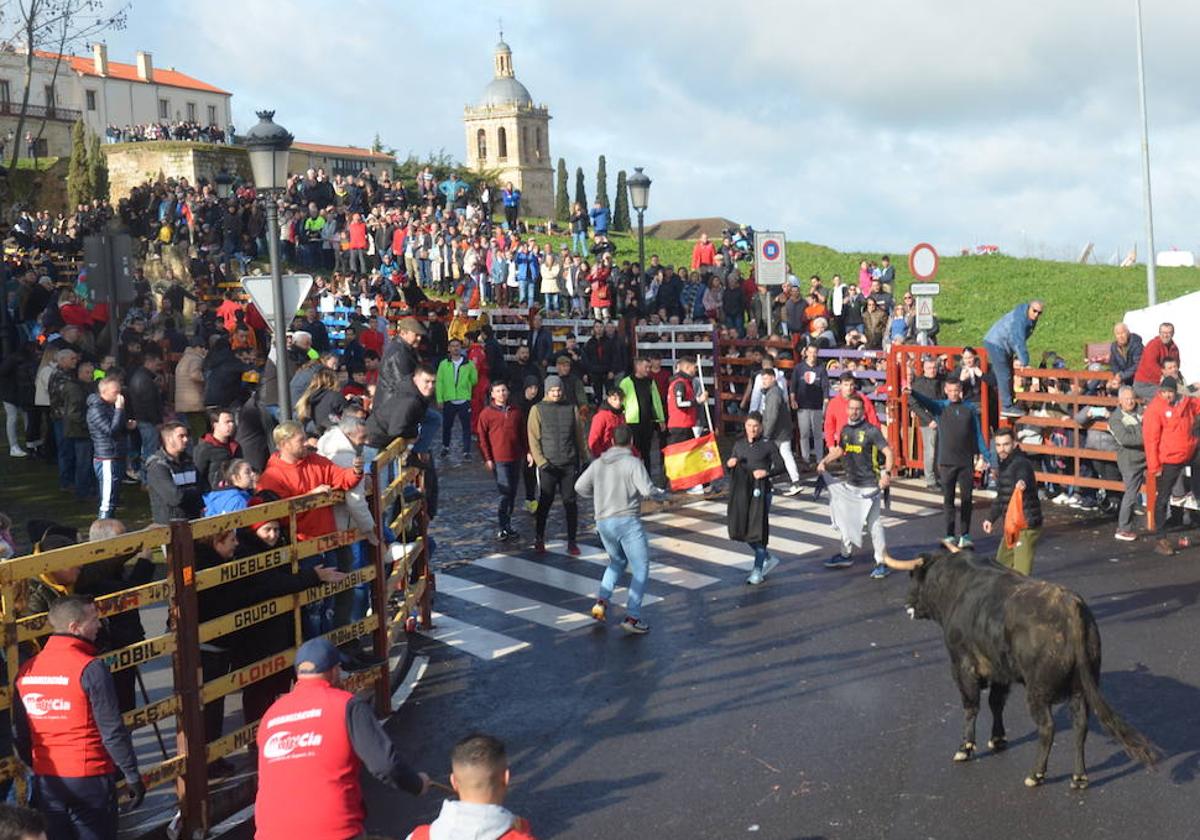 Encierro durante el Carnaval del Toro de Ciudad Rodrigo en la pasada edición de 2024.