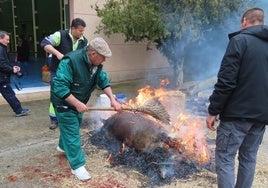 Chamuscado del cerdo en Macotera