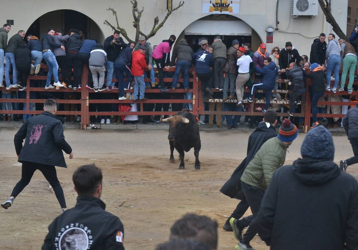 “Potrosillo” abre el Carnaval del Toro con un multitudinario festejo