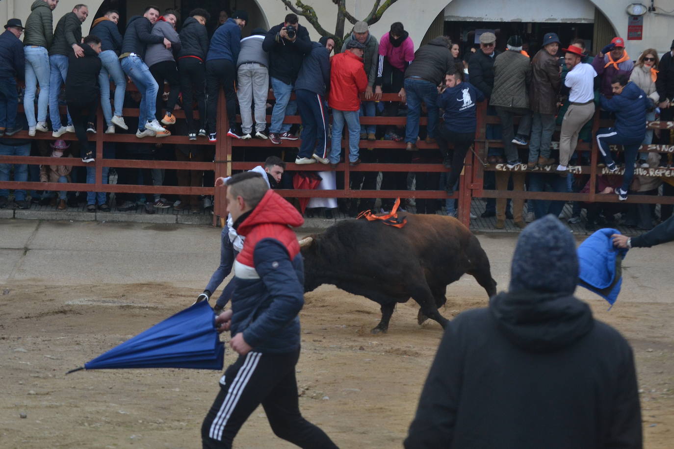 “Potrosillo” abre el Carnaval del Toro con un multitudinario festejo