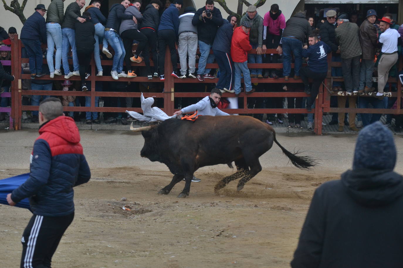 “Potrosillo” abre el Carnaval del Toro con un multitudinario festejo